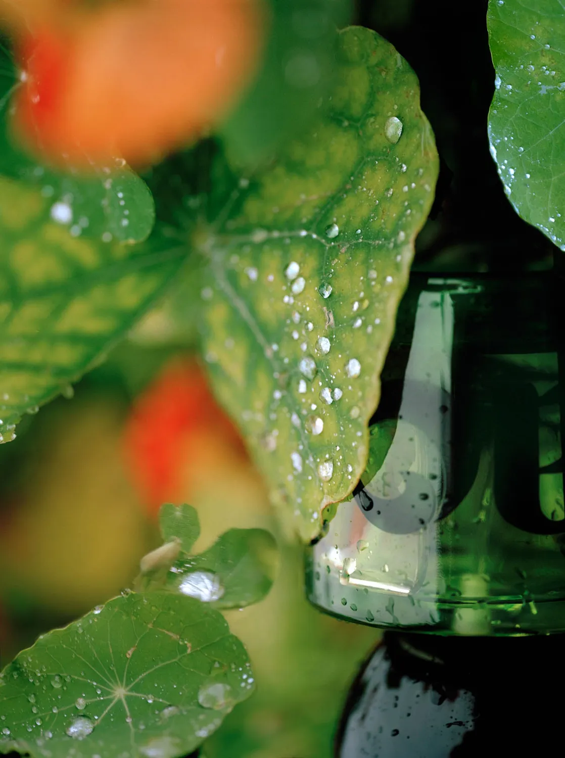 Vyrao I am Verdant parfyme 10 ml grønn